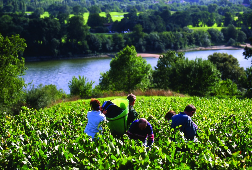 Loire Valley Wines The Rise Of The Cabernet Franc Grape