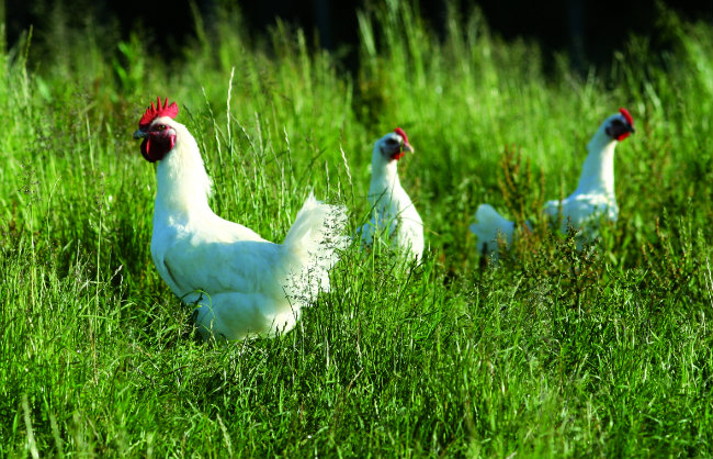 poulet de Bresse