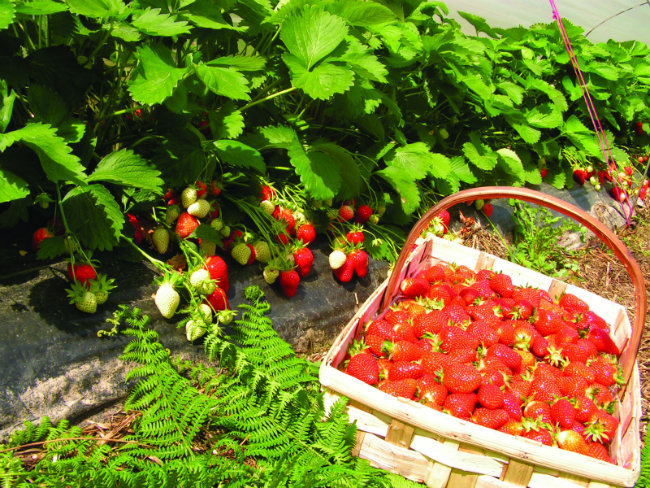 Dordogne strawberries