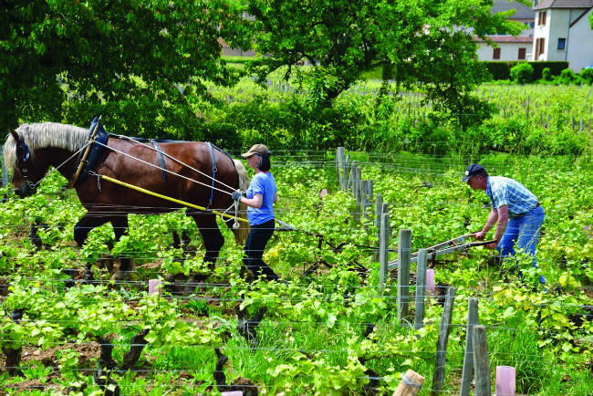 Small Vineyards Farmed Naturally, Gevrey Chambertin
