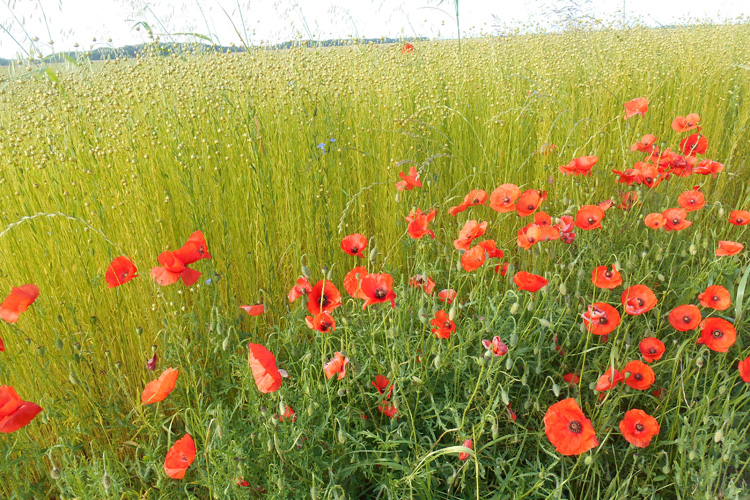 photo: Nigelle de Visme