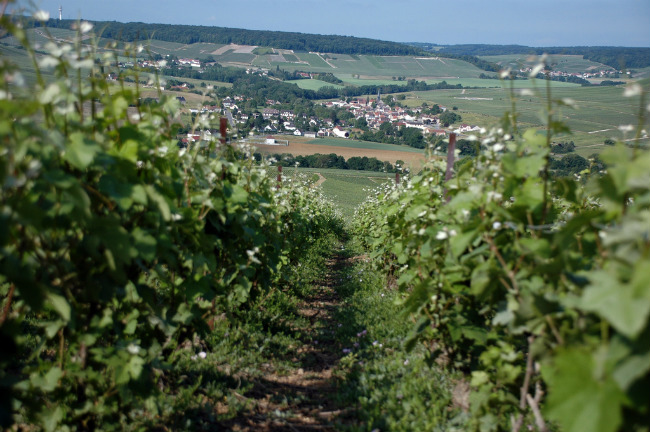 Earth Day 2020 In Champagne: How This French Region Addresses