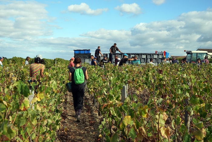 Exploring Bordeaux’ Médoc Wine Regions