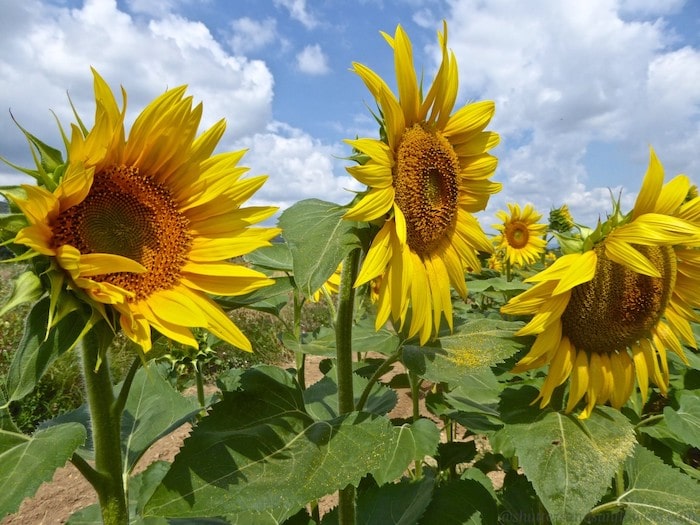 The Sunflowers Of Provence France Today
