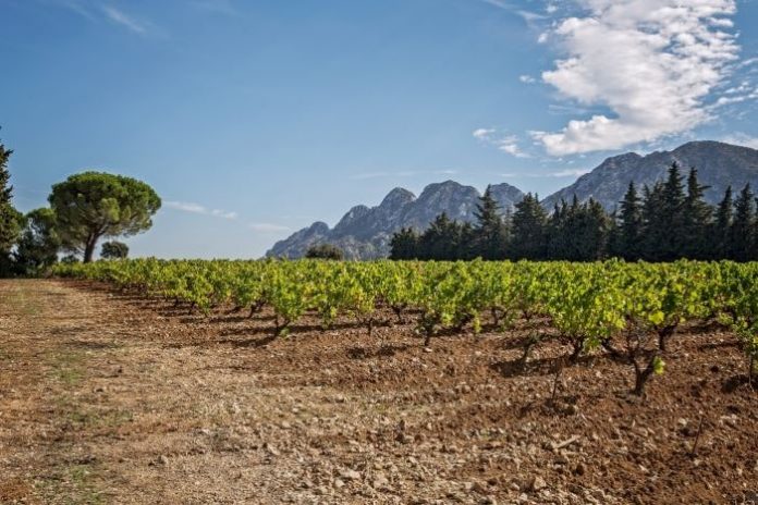 Vineyard and mountains: Château Romanin