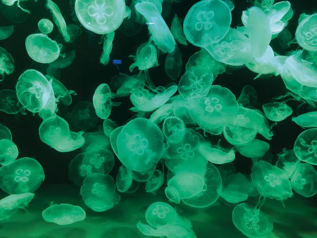  Jellyfish at Biarritz Aquarium