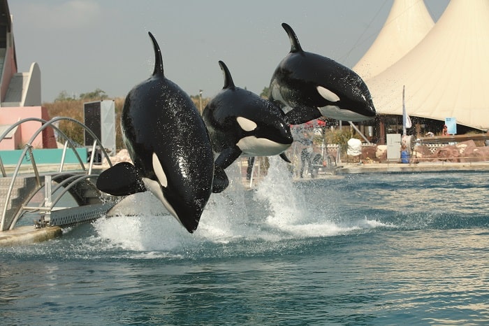 Orcas at Marineland
