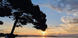 umbrella pine and sunset