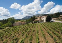 The vineyards at Domaine Capitaine Danjou