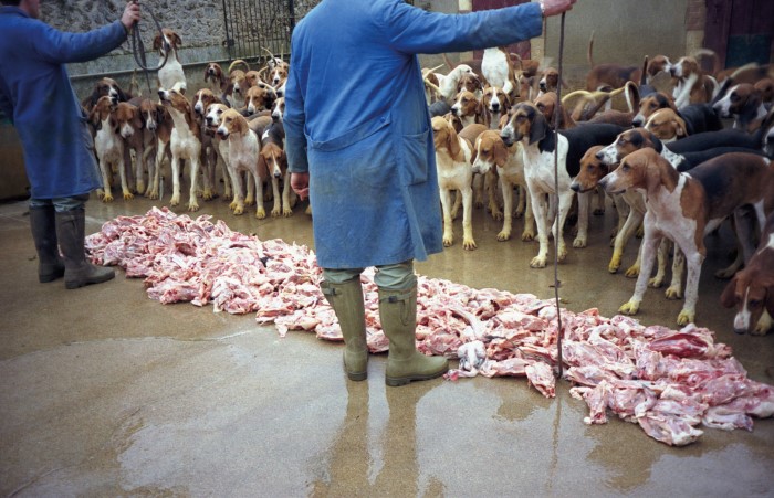 Feeding the very many hungry hounds at Cheverny