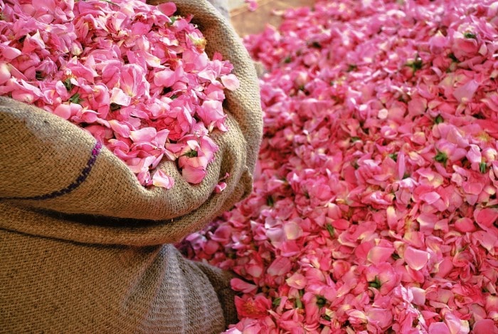 May roses grown in Grasse are a staple ingredient for many high-end perfume houses