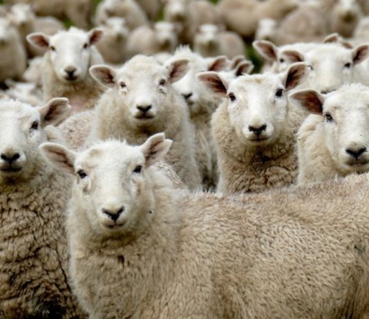 Hurd of Sheep